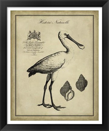 Framed Antiquarian Spoonbill Print