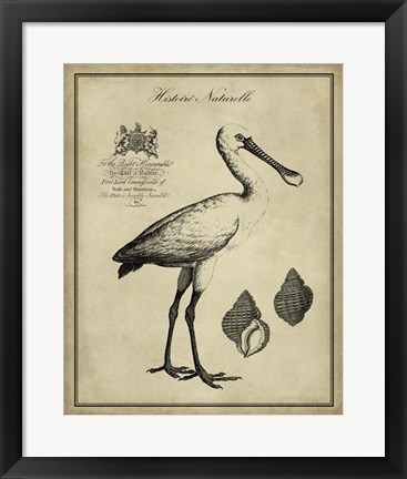 Framed Antiquarian Spoonbill Print