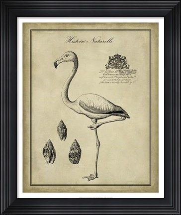 Framed Antiquarian Flamingo Print
