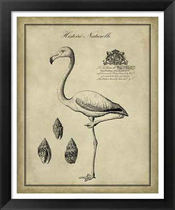 Framed Antiquarian Flamingo Print