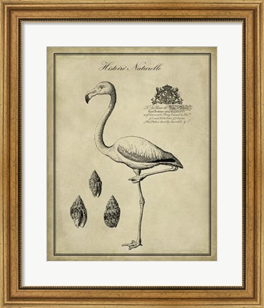 Framed Antiquarian Flamingo Print