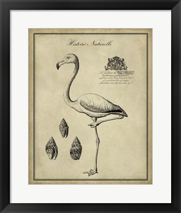 Framed Antiquarian Flamingo Print