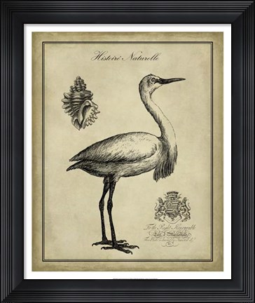 Framed Antiquarian Egret Print