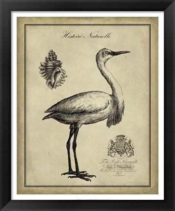 Framed Antiquarian Egret Print