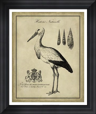 Framed Antiquarian Stork Print