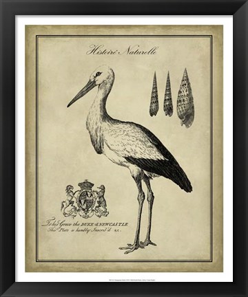 Framed Antiquarian Stork Print