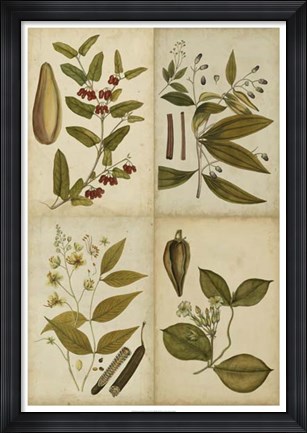 Framed Botanical Montage I Print