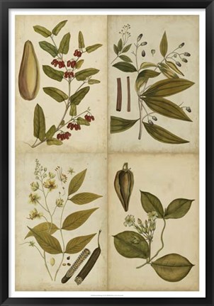 Framed Botanical Montage I Print