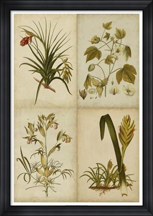 Framed Botanical Montage II Print