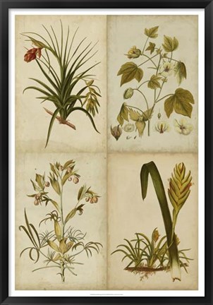 Framed Botanical Montage II Print