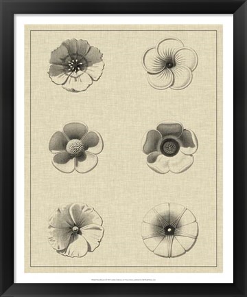 Framed Floral Rosette I Print
