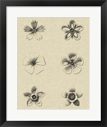 Framed Floral Rosette II Print