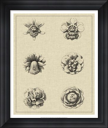 Framed Floral Rosette III Print