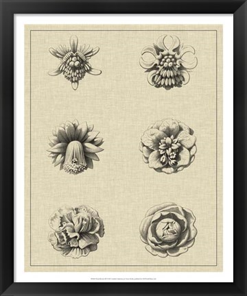 Framed Floral Rosette III Print