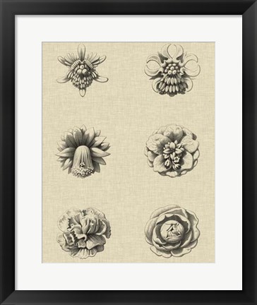 Framed Floral Rosette III Print