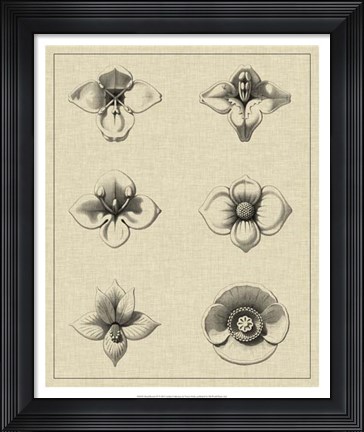 Framed Floral Rosette IV Print