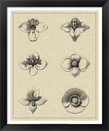 Framed Floral Rosette IV Print