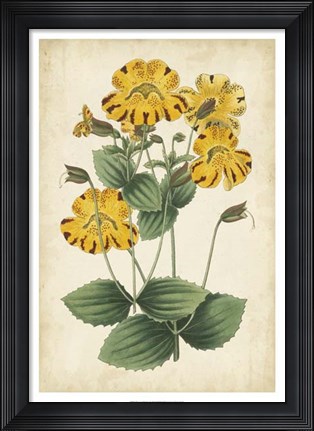 Framed Botanical Display I Print