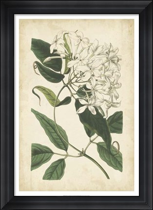 Framed Botanical Display II Print