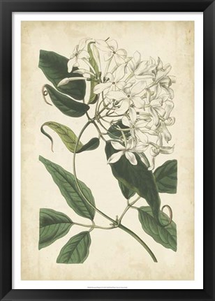 Framed Botanical Display II Print
