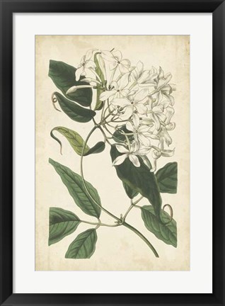 Framed Botanical Display II Print
