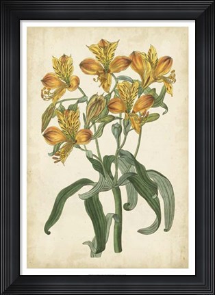 Framed Botanical Display III Print