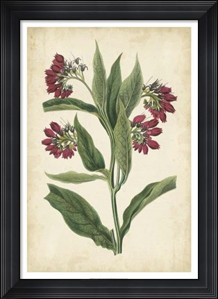 Framed Botanical Display IV Print