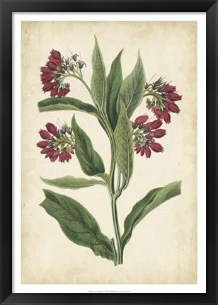 Framed Botanical Display IV Print