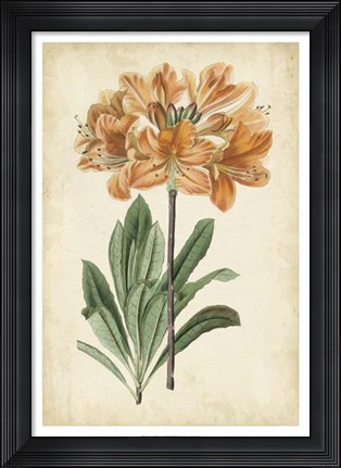Framed Botanical Display V Print