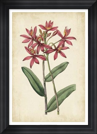 Framed Botanical Display VI Print
