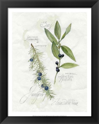 Framed Bay Leaf &amp; Juniper Print