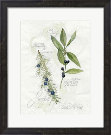Framed Bay Leaf &amp; Juniper Print