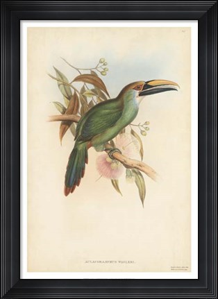 Framed Tropical Toucans I Print