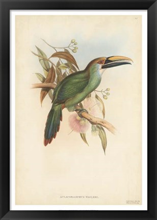 Framed Tropical Toucans I Print