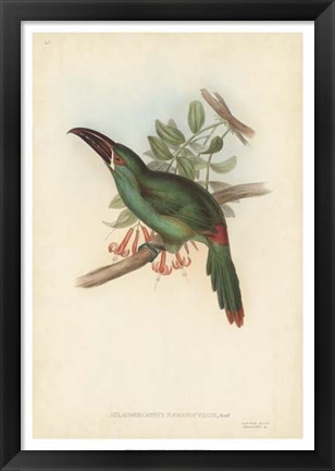 Framed Tropical Toucans II Print