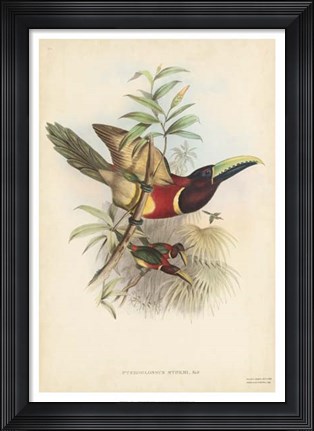 Framed Tropical Toucans III Print
