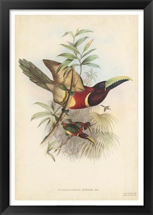 Framed Tropical Toucans III Print