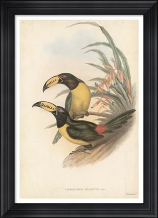 Framed Tropical Toucans IV Print