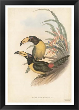 Framed Tropical Toucans IV Print