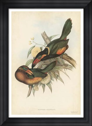 Framed Tropical Toucans V Print