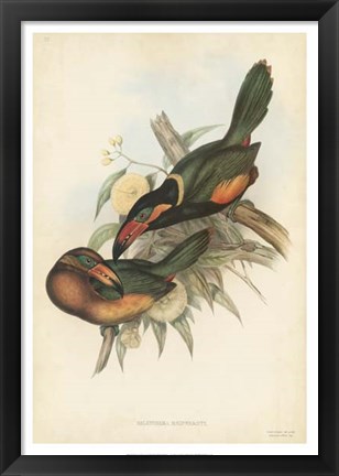 Framed Tropical Toucans V Print