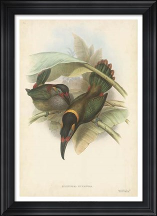 Framed Tropical Toucans VI Print