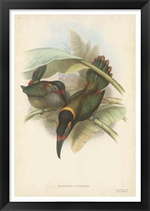 Framed Tropical Toucans VI Print