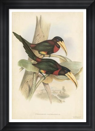 Framed Tropical Toucans VII Print