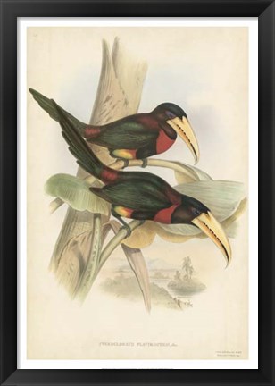 Framed Tropical Toucans VII Print