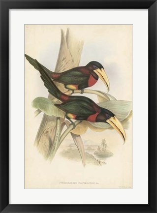 Framed Tropical Toucans VII Print