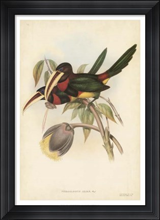 Framed Tropical Toucans VIII Print