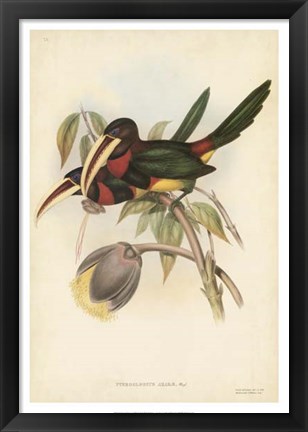 Framed Tropical Toucans VIII Print