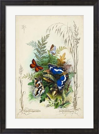 Framed Victorian Butterfly Garden III Print