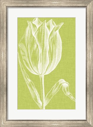 Framed Chromatic Tulips VI Print